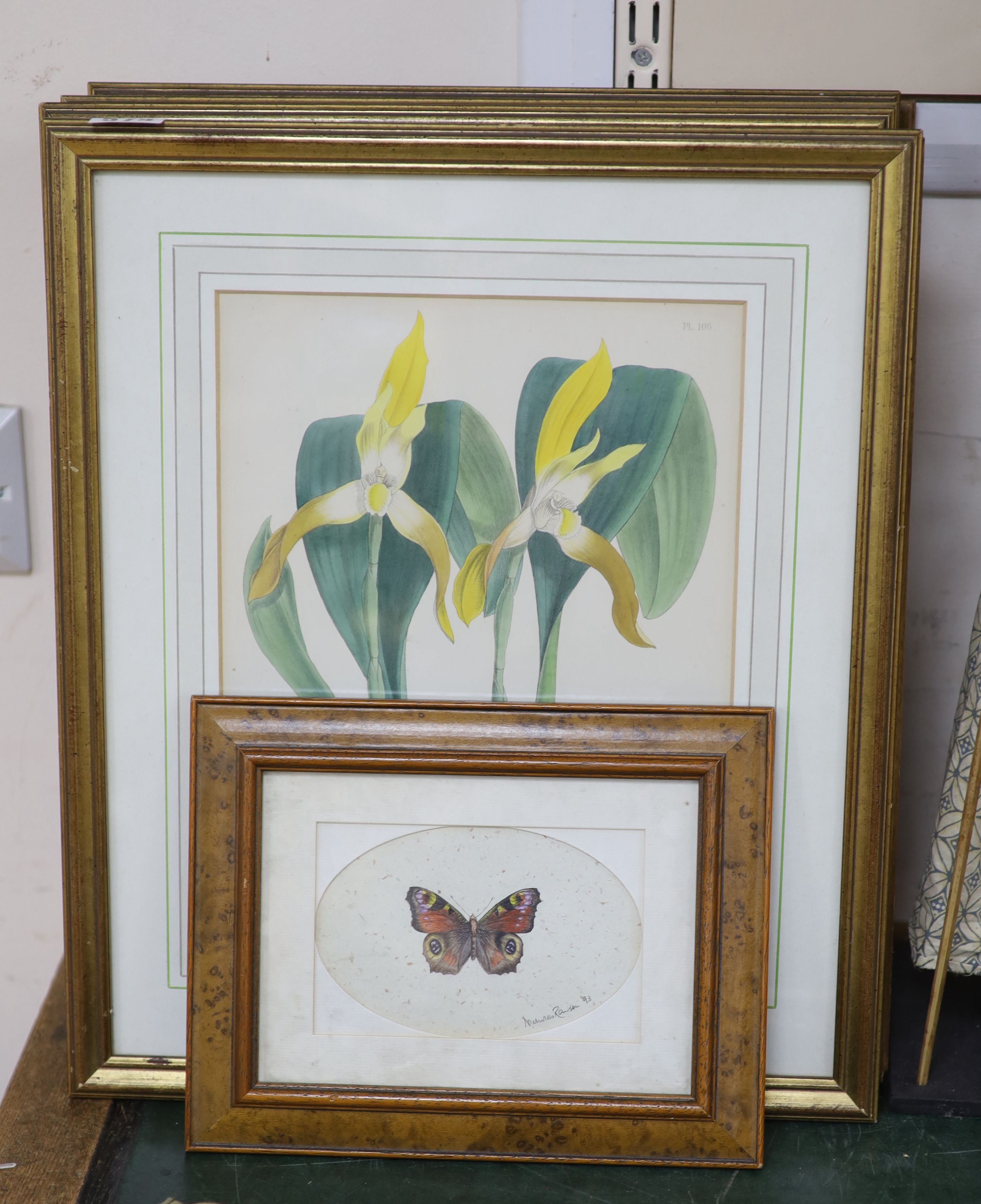J.Nugent Fitch after B.S.Williams, a set of seven coloured lithographs, Studies of orchids, 29 x 23cm and a small watercolour of a butterfly by Nicholas Raison, 9 x 14.5cm